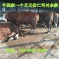先养后付款出售西门塔尔牛牛犊 西门塔尔肉牛犊价格在线咨询
